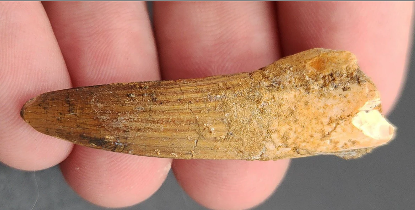 large dinosaur tooth